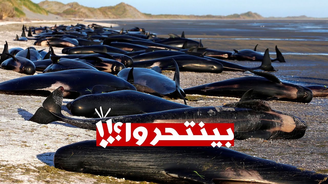 السر وراء موت آلاف الحيتان سنوياً