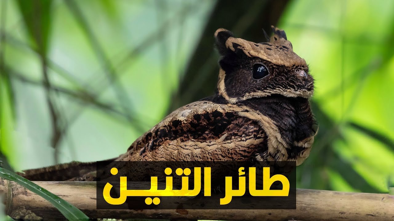 طائر التنين | ملهي الرعيان وحالب الماعز