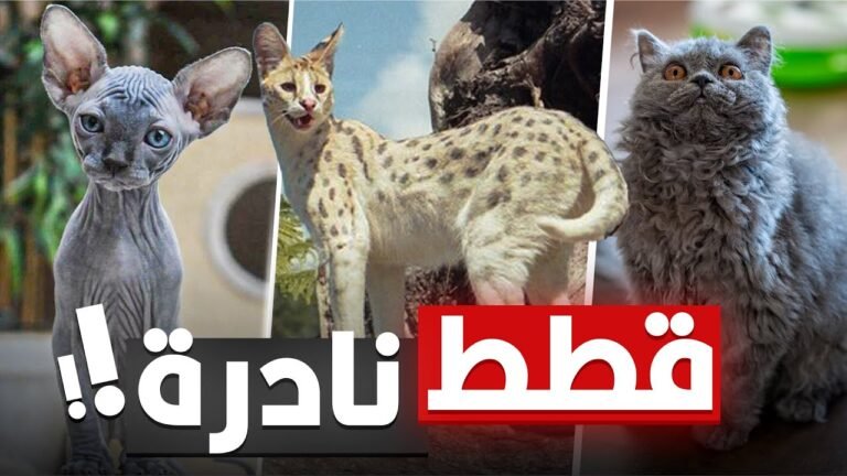 أندر فصائل القطط الأليفة